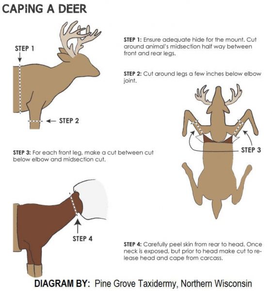 How to cape your deer hide for storage before it goes to your taxidermist.