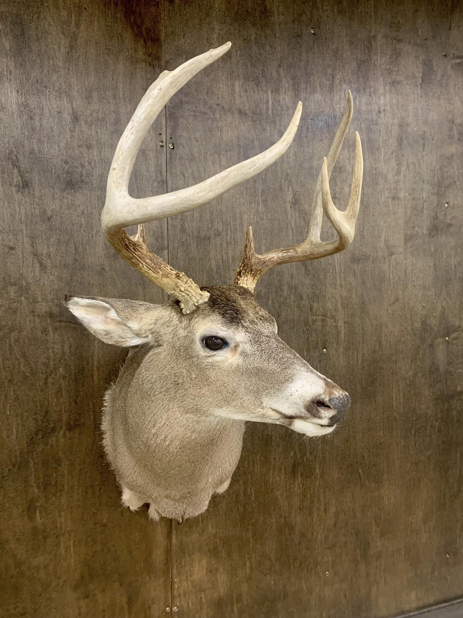 The Best Whitetail Deer Mount for Showcasing Your Trophy