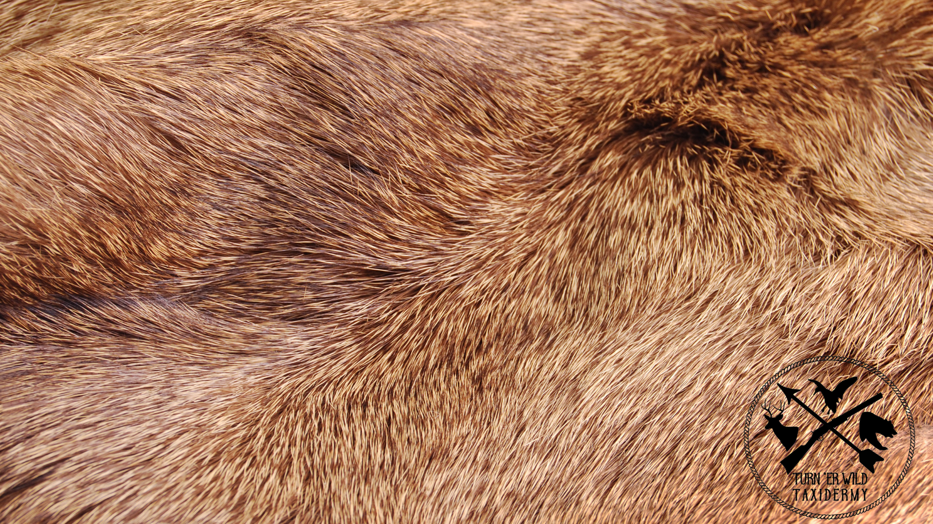 Deer Hide Storage: How to Preserve Your Trophy