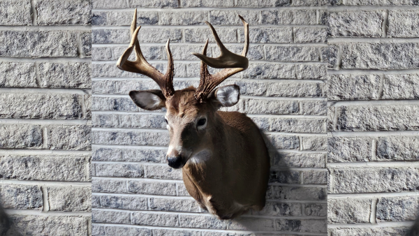 What whitetail deer mount option is right for your trophy?