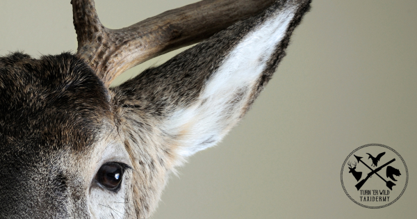 It's like the eyes follow me wherever I go. Best compliment a taxidermist can get!