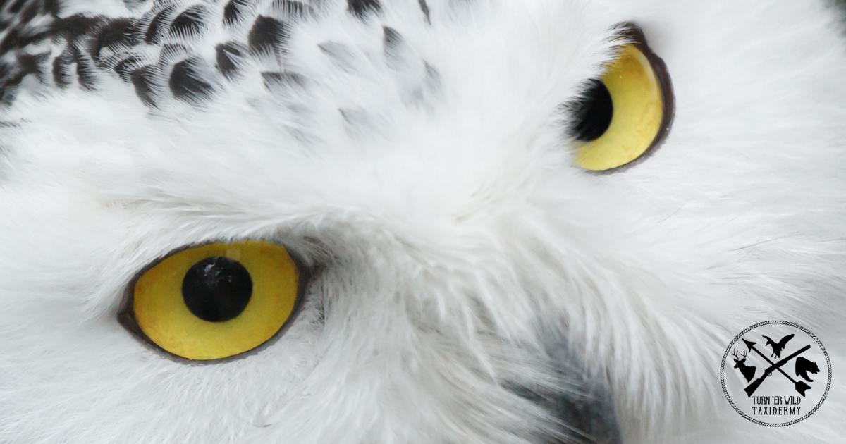 The Magic of Taxidermized Eyes: Why They Seem to Follow You
