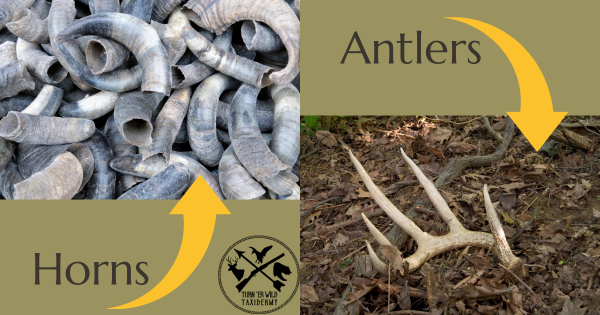 Antlers are NOT the same as horns.