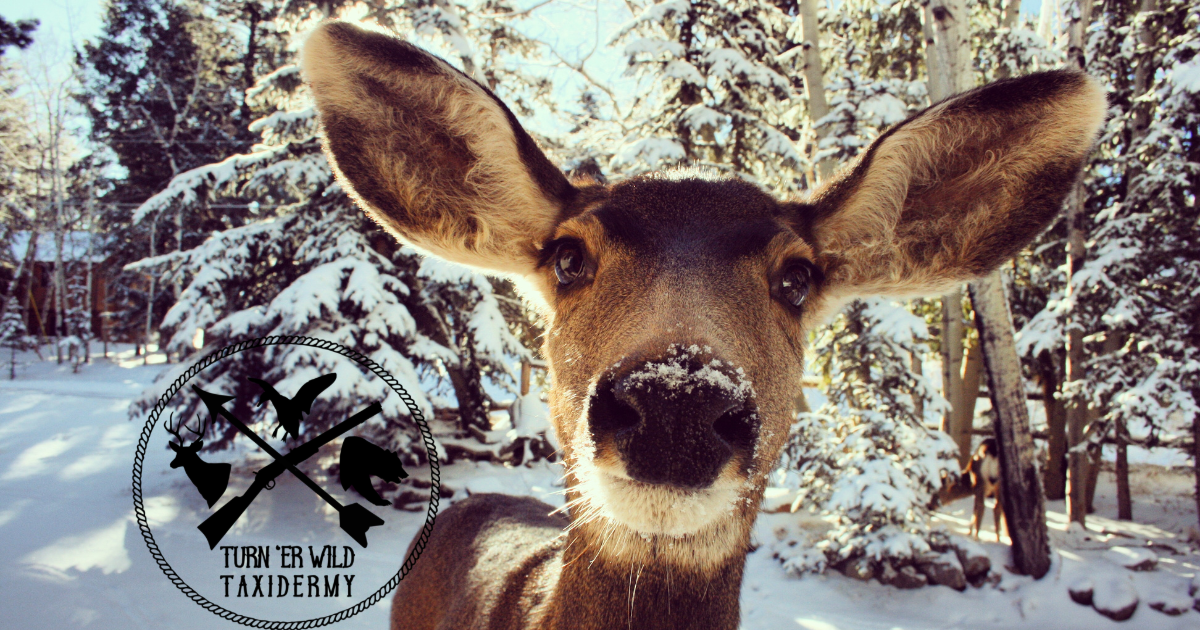 The Great Deer Ear Mystery: Why Do Mounted Ears Look Different?