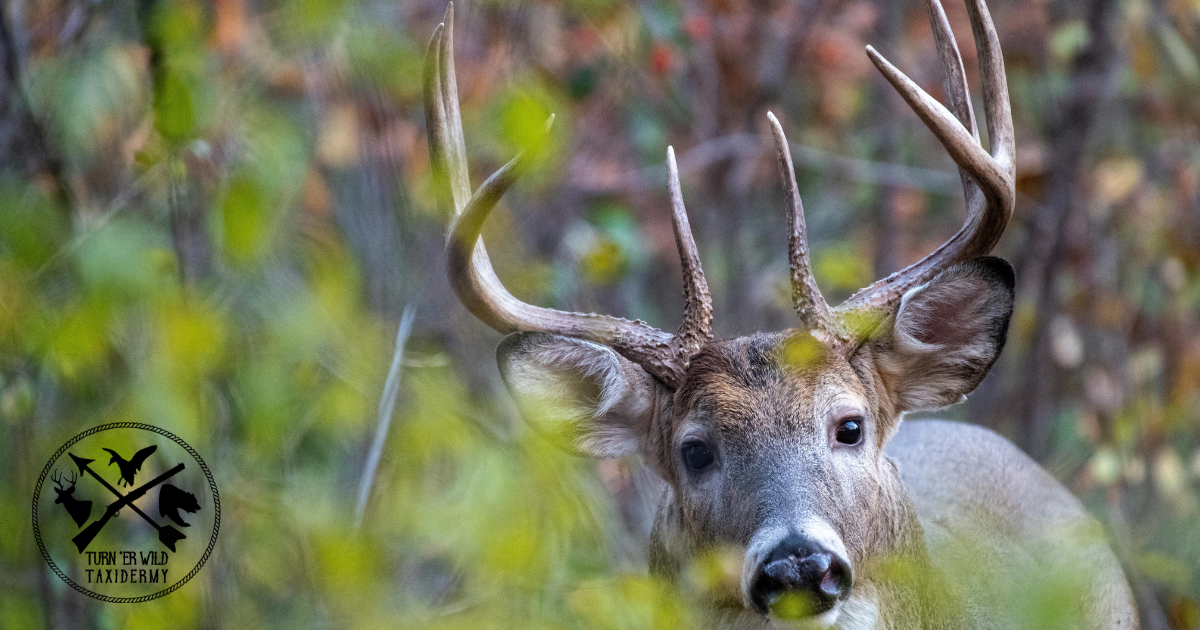 Deer Antlers Tell Us More Than You Think!