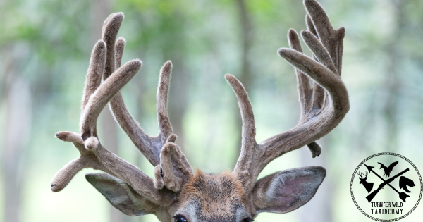 if you see a buck with an uneven rack, you’re looking at a piece of his life story.