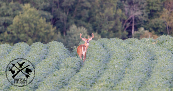 Just like in humans, you are what you eat, and the same goes for deer. 