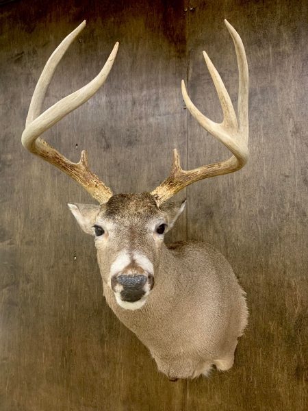 While ears pinned tightly back can mean aggression or fear, a relaxed backward tilt is often a sign of calmness or the deer focusing on something behind it.