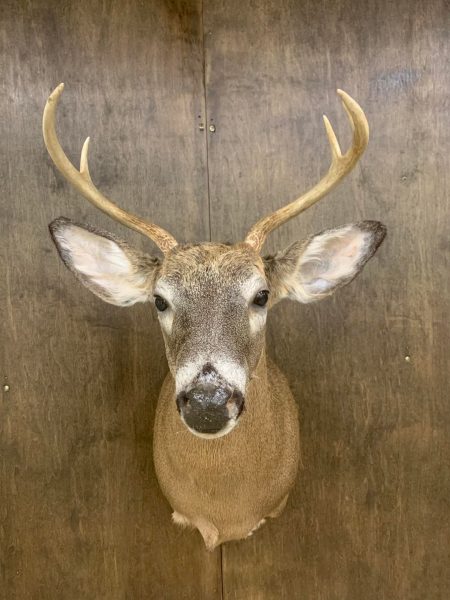 When you see a mount with its ears pointing forward, it’s usually showing a deer that’s curious or paying attention to something in front of it.