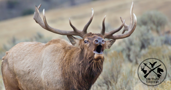Elk don't just bark. They also bark, grunt and whistle!