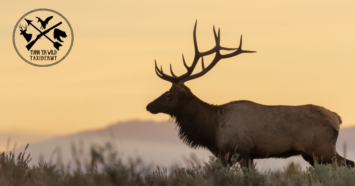 Elk Whispering 101