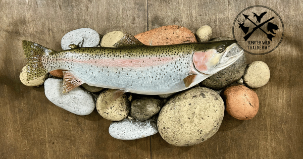 Let's talk fish - what kinds make great trophies?