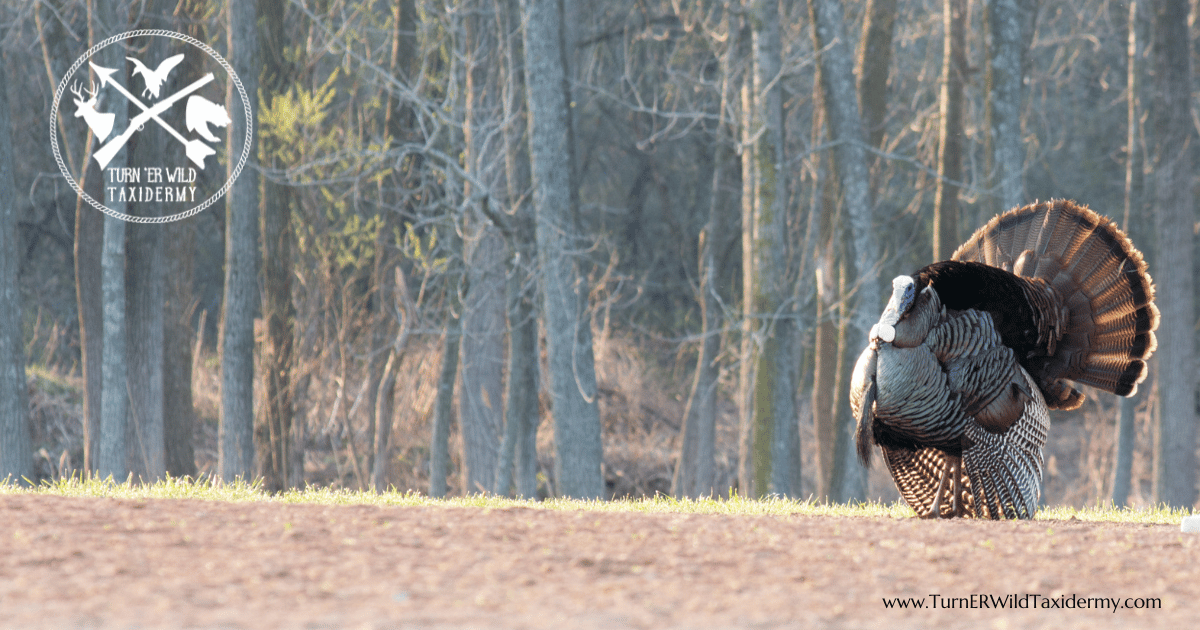 Spring Turkey Season is Near!