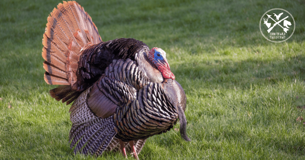 If turkeys had red carpets, this is the pose they’d pick. The full strut is bold, majestic, and undeniably cool.