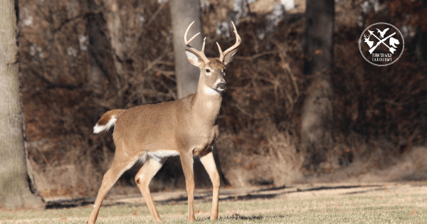 For those of you also dealing with major life changes this season, don't let it completely derail your hunting plans. 