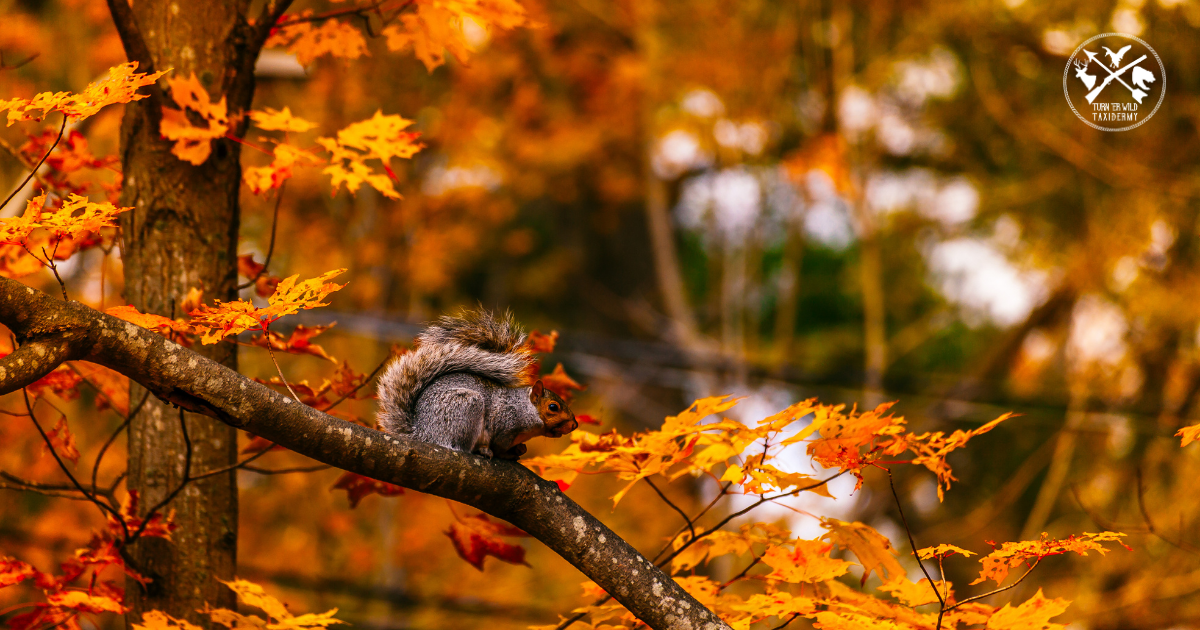 Getting Back in the Woods: Life Updates and Hunting Season Prep