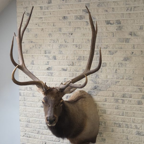Bull elk mount