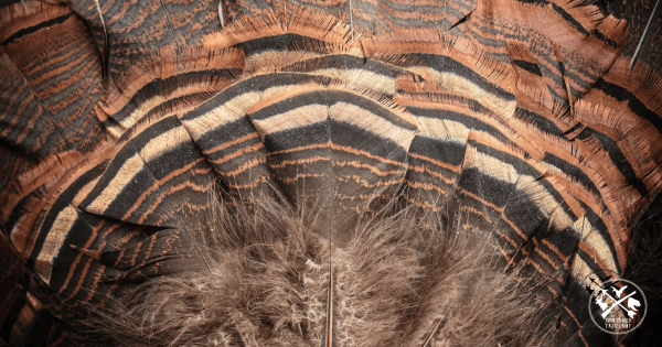 It's time to start thinking about that turkey feather mount!