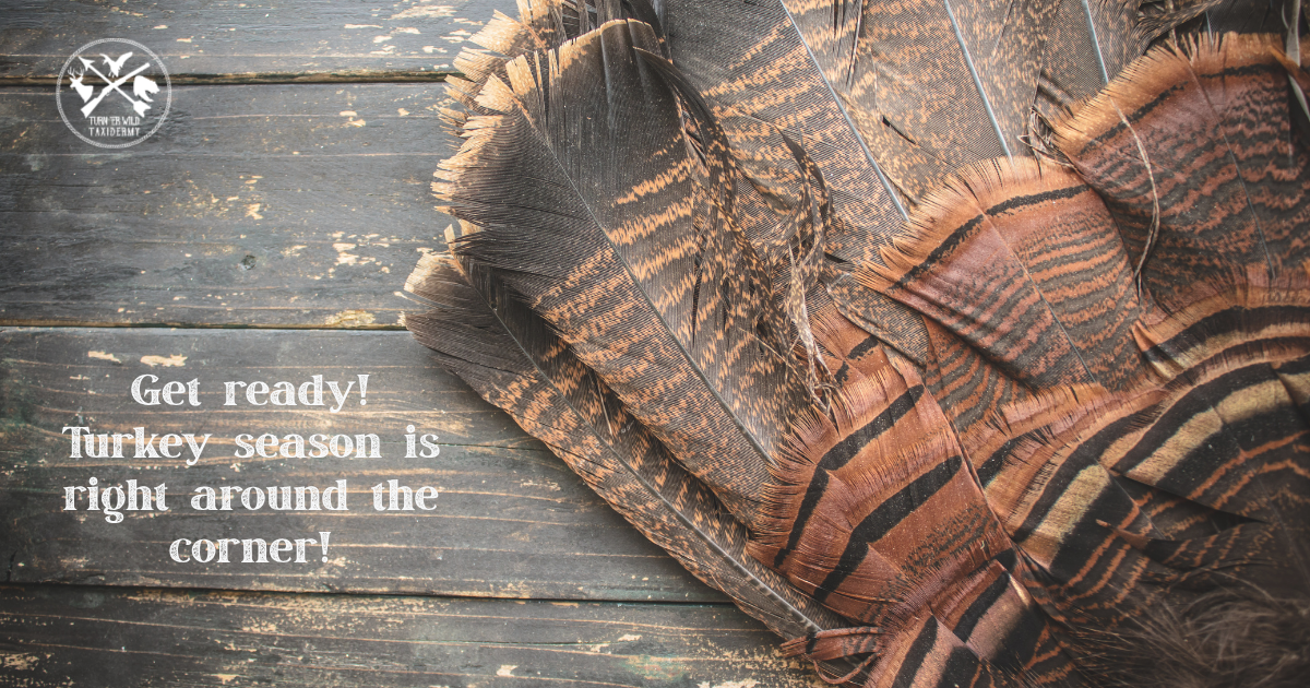 How to Make Your Turkey Fan Mount Last a Lifetime